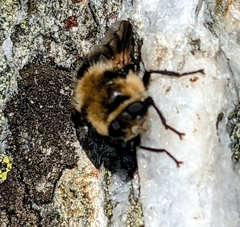 Cephenemyia phobifer