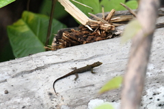 Anolis fuscoauratus