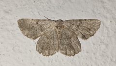 Dicrognophos sartata