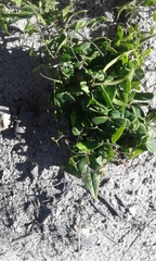 Dioscorea burchellii