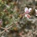 Pelargonium caucalifolium convolvulifolium - Photo (c) Ndumiso Mphakathi, μερικά δικαιώματα διατηρούνται (CC BY-NC), uploaded by Ndumiso Mphakathi