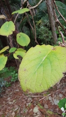 Actinidia chinensis