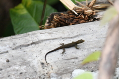 Anolis fuscoauratus