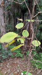 Actinidia chinensis