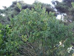 Planchonella costata