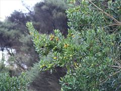 Planchonella costata