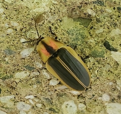 Pyractomena angulata