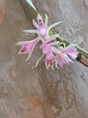 Scaphyglottis stellata