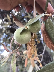 Amphibolips trizonata