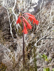 Cyrtanthus fergusoniae