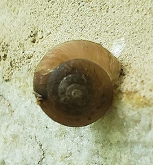 Ventridens intertextus