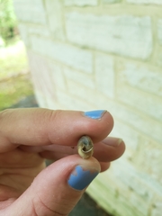 Ventridens intertextus