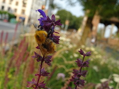 Bombus pascuorum