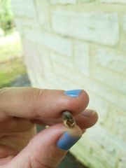 Ventridens intertextus