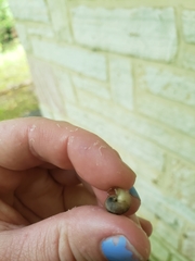 Ventridens intertextus