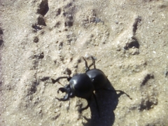 Colophon montisatris