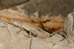 Pristurus celerrimus