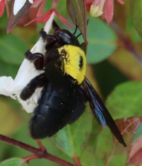 Xylocopa pubescens