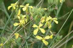 Raphanus raphanistrum landra