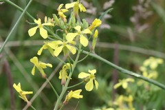 Raphanus raphanistrum landra