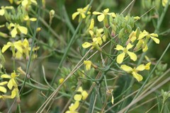 Raphanus raphanistrum landra