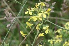 Raphanus raphanistrum landra