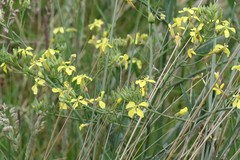 Raphanus raphanistrum landra