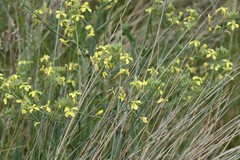 Raphanus raphanistrum landra