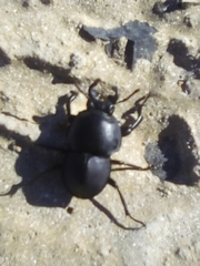 Colophon montisatris