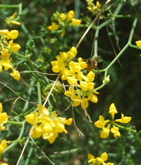 Coronilla juncea
