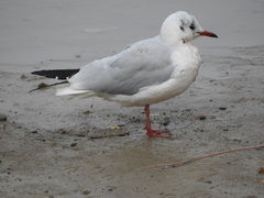 Chroicocephalus ridibundus