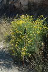 Coronilla juncea