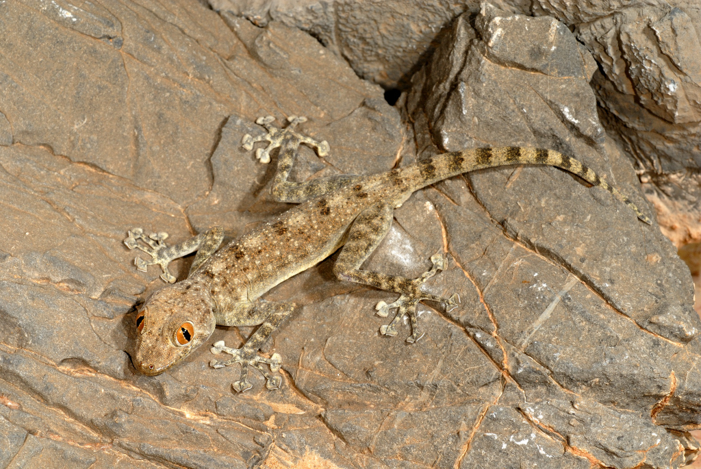 Dhofar Fan-Toed Gecko