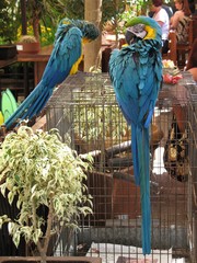 Ara ararauna