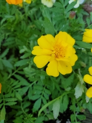 Tagetes lunulata