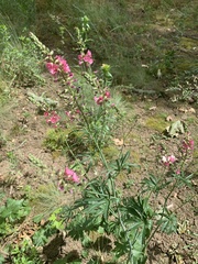 Sidalcea nelsoniana