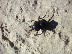 Colophon montisatris