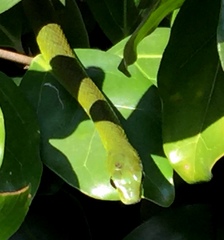 Philothamnus occidentalis