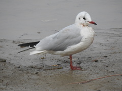 Chroicocephalus ridibundus