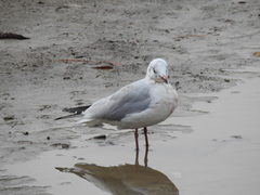 Chroicocephalus ridibundus