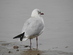 Chroicocephalus ridibundus