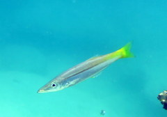 Dinolestes lewini
