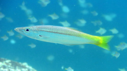 Jack pike (Dinolestes lewini) — Dinolestidae — 5