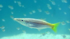 Dinolestes lewini