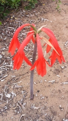 Cyrtanthus fergusoniae