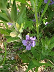 Ruellieae