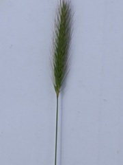 Hordeum secalinum