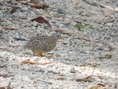 Turnix varius