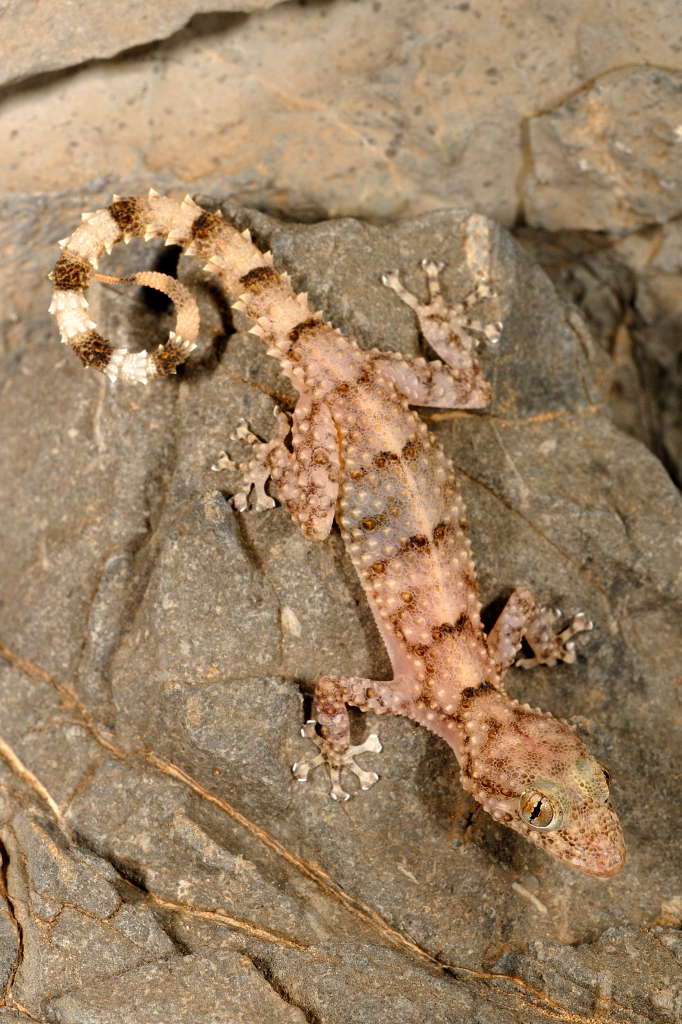 Mountain Leaf-Toed Gecko