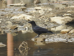 Corvus macrorhynchos